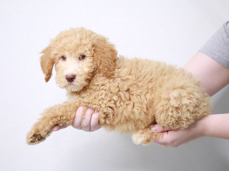 Goldendoodle 2nd Gen-Male-Apricot-3831320-My Next Puppy