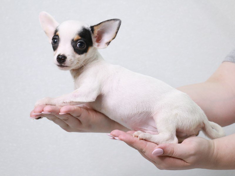 Chihuahua-Male-Black / Tan-3852679-My Next Puppy