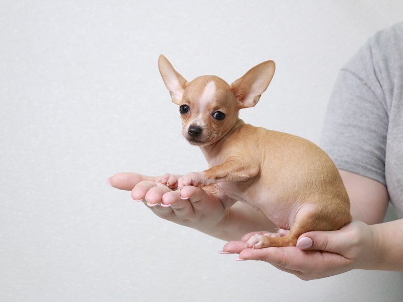 Chihuahua-DOG-Male-Red-3852680-My Next Puppy