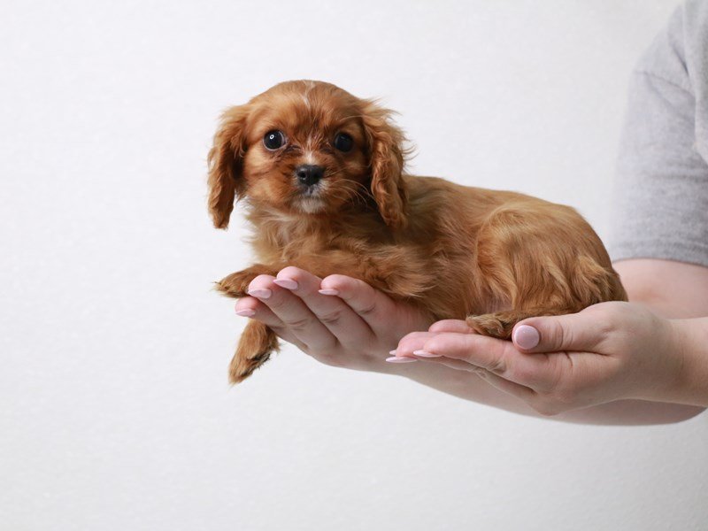 Cavalier King Charles Spaniel-DOG-Male-Ruby-3852632-My Next Puppy