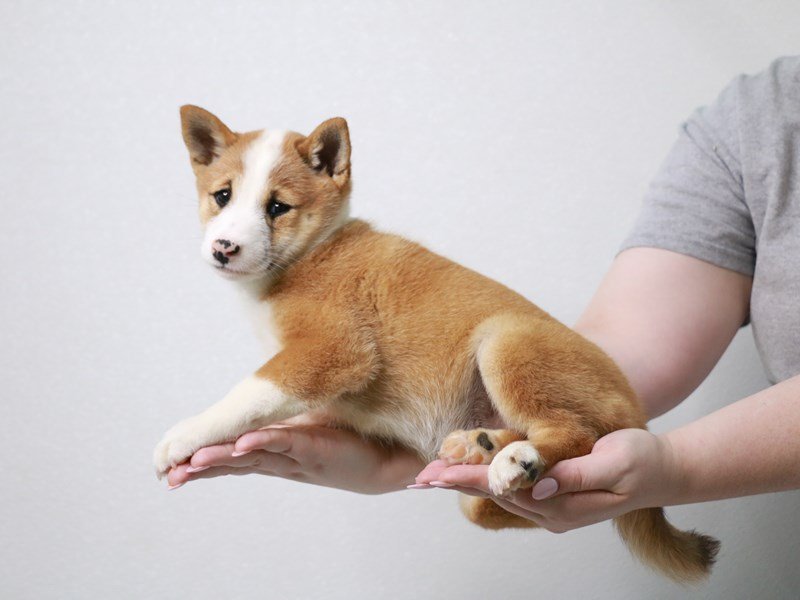 Shiba Inu-Female-Red-3852678-My Next Puppy