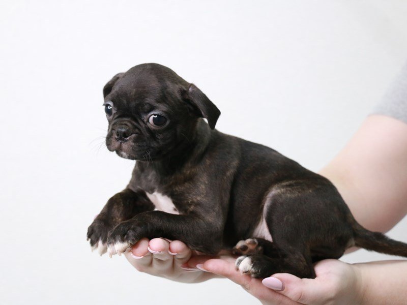 Bugg-DOG-Female-Black Brindle-3861823-My Next Puppy