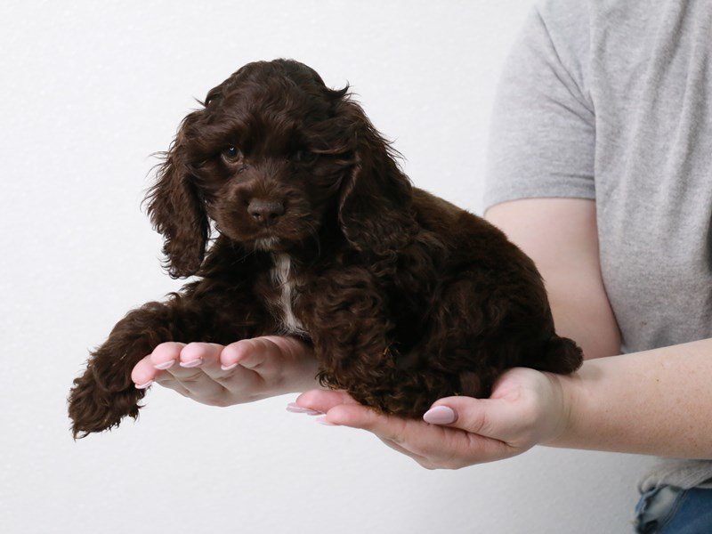 Cocker Spaniel-DOG-Male-Chocolate-3861828-My Next Puppy