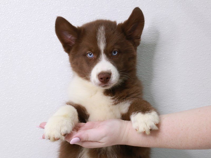 Pomsky-DOG-Male-Chocolate-3861830-My Next Puppy