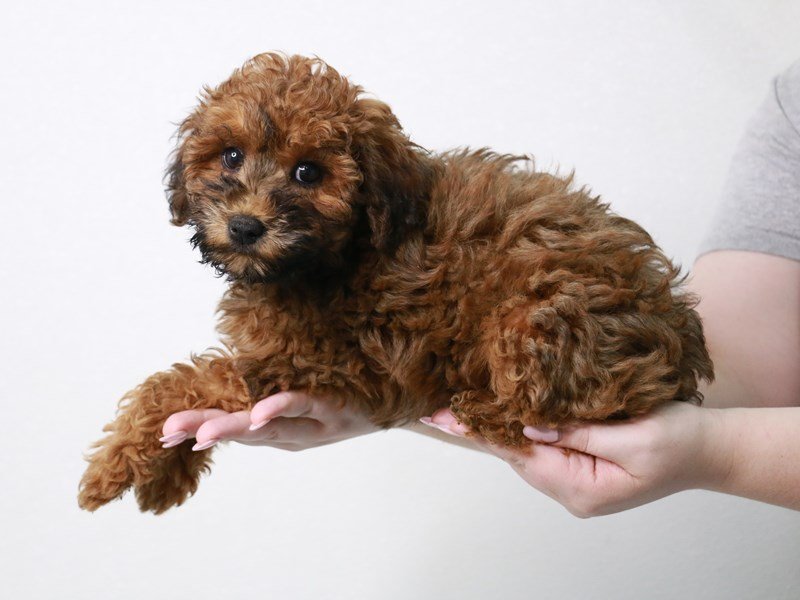 Whoodle-DOG-Female-Wheaten-3861826-My Next Puppy