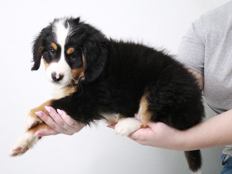 Miniature Bernadoodle-DOG-Male-Black White / Tan-3861831-My Next Puppy