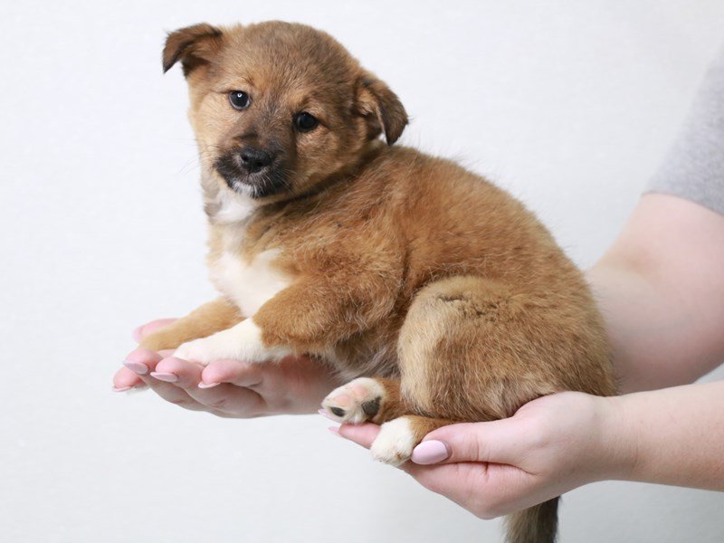 Poo-Shi-Female-Red Sesame-3861836-My Next Puppy