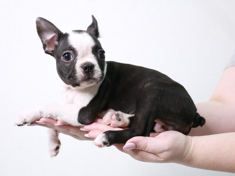 Boston Terrier-Female-Black / White-3861833-My Next Puppy