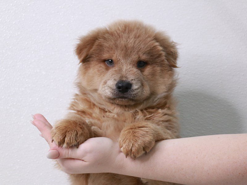 Chow Chow-DOG-Male-Cinnamon-3870894-My Next Puppy