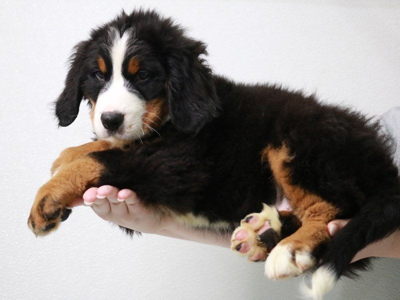Bernese Mountain Dog-Male-Tri-Colored-3870897-My Next Puppy
