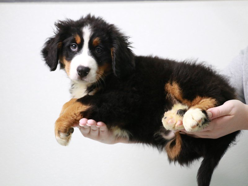 Bernese Mountain Dog-Female-Tri-Colored-3870895-My Next Puppy