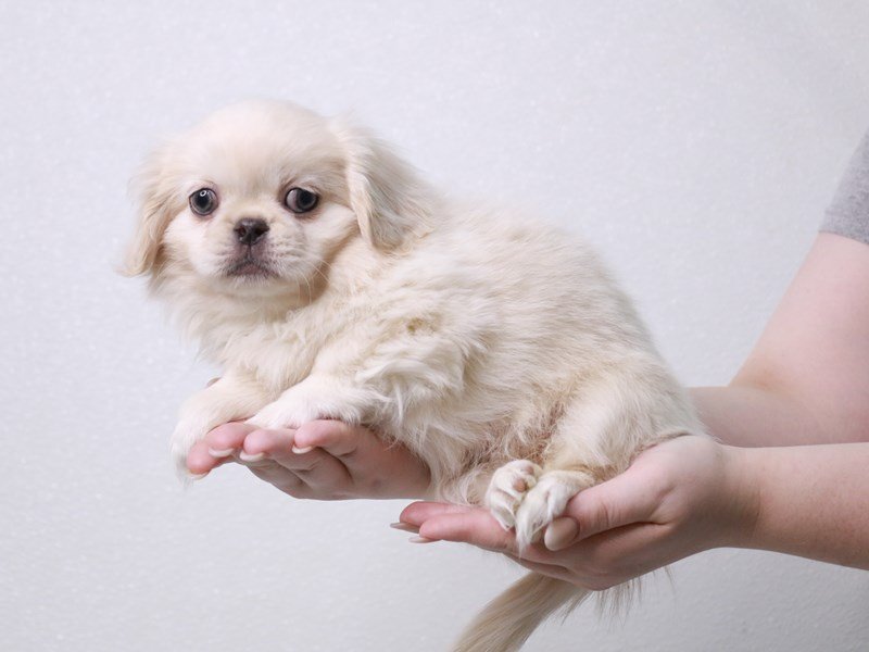 Pekingese-DOG-Female-Cream-3880291-My Next Puppy