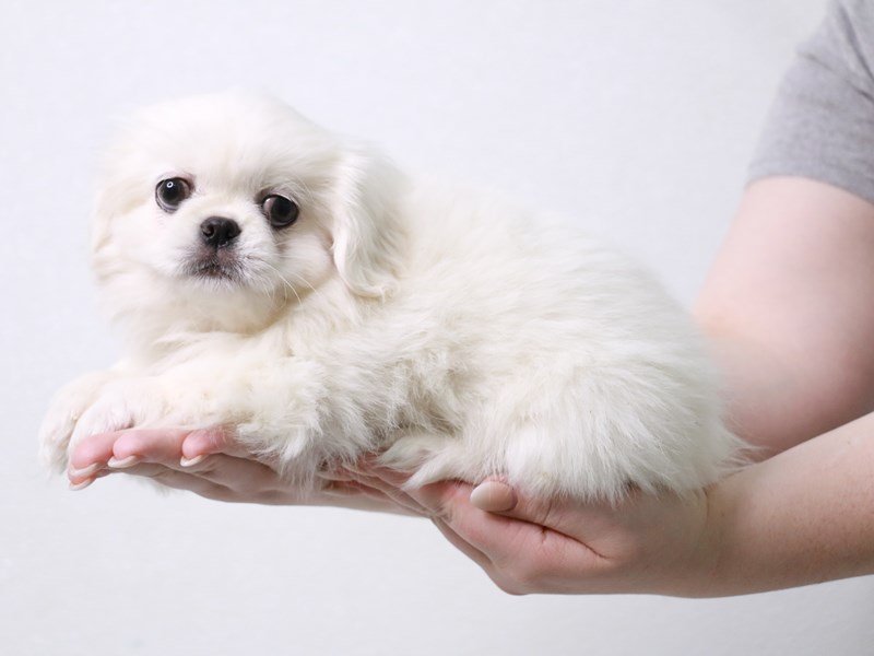 Pekingese-Female-White-3880290-My Next Puppy