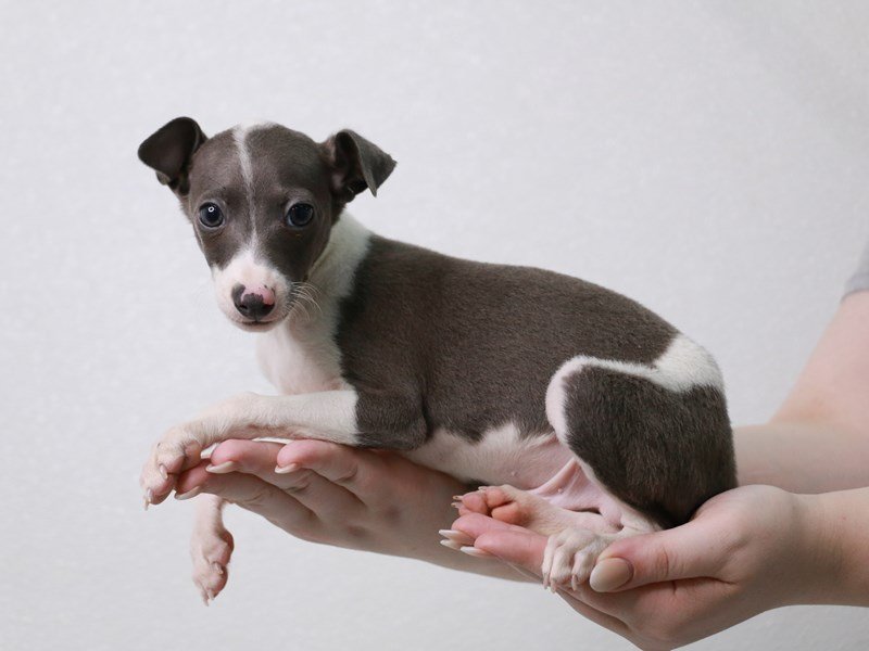 Italian Greyhound-DOG-Male-Blue / White-3880288-My Next Puppy