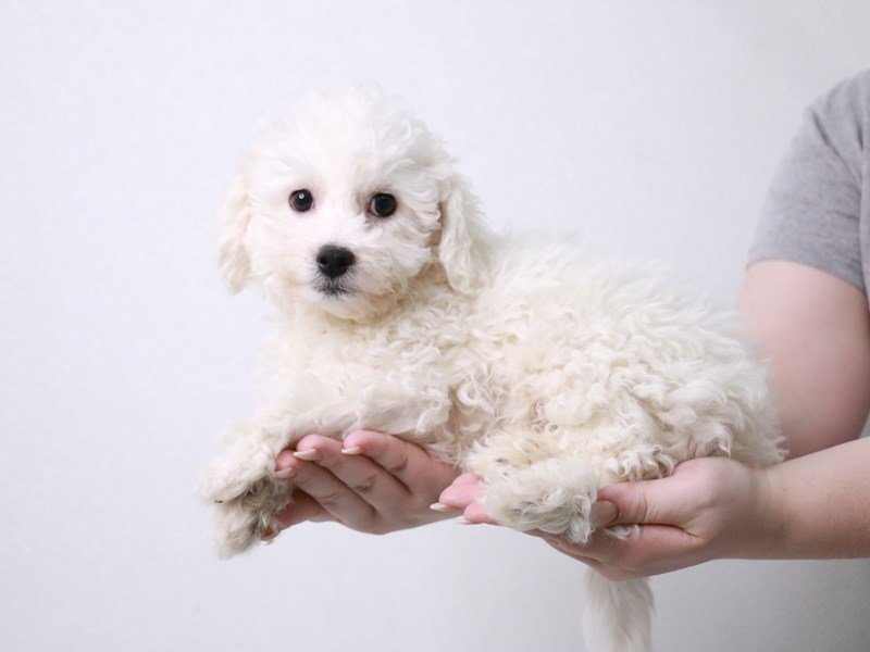 Bichon Frise-DOG-Male-White-3880286-My Next Puppy