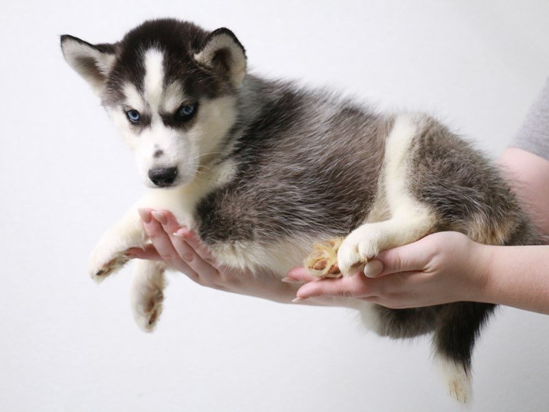 Siberian Husky-DOG-Male-Black / White-3880287-My Next Puppy