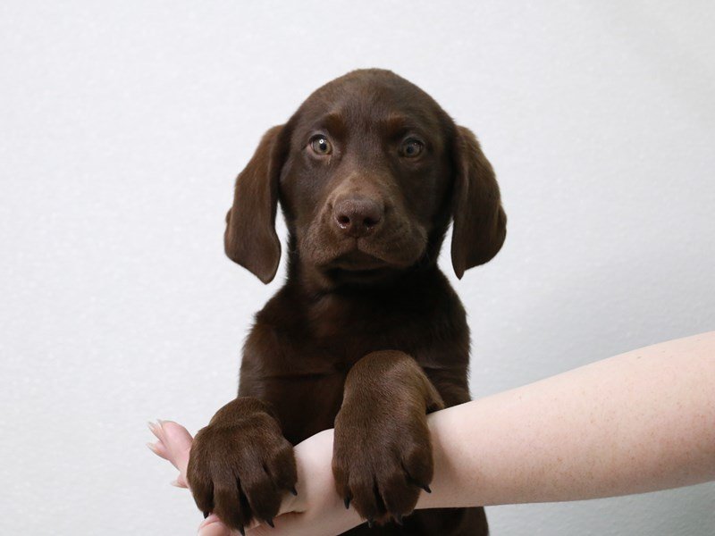 Labrador Retriever-Female-Chocolate-3889799-My Next Puppy
