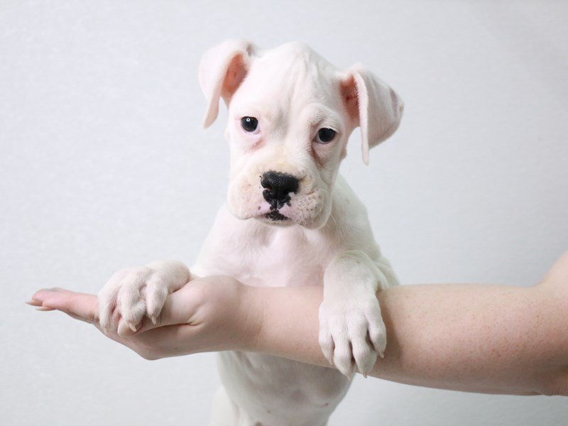 Boxer-Male-White-3889803-My Next Puppy