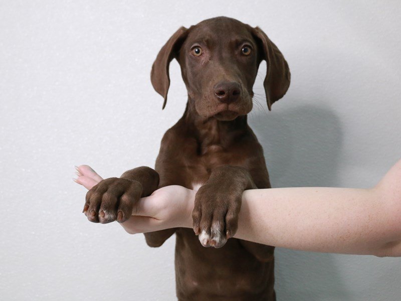 Great Dane-DOG-Male-Chocolate Brindle-3889809-My Next Puppy