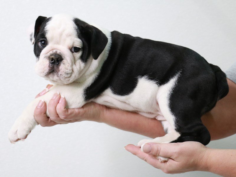 Bulldog-DOG-Female-Black / White-3899411-My Next Puppy