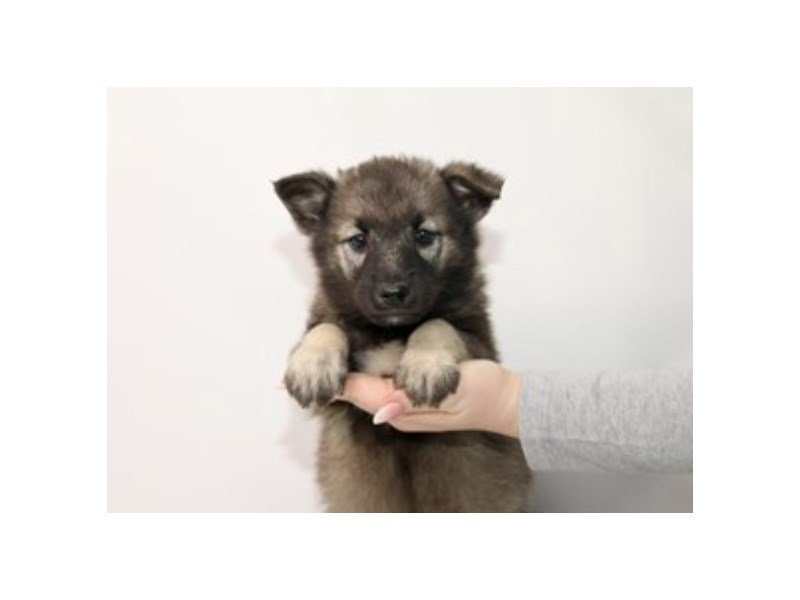 Norwegian Elkhound-Female-Black / Tan-3899395-My Next Puppy