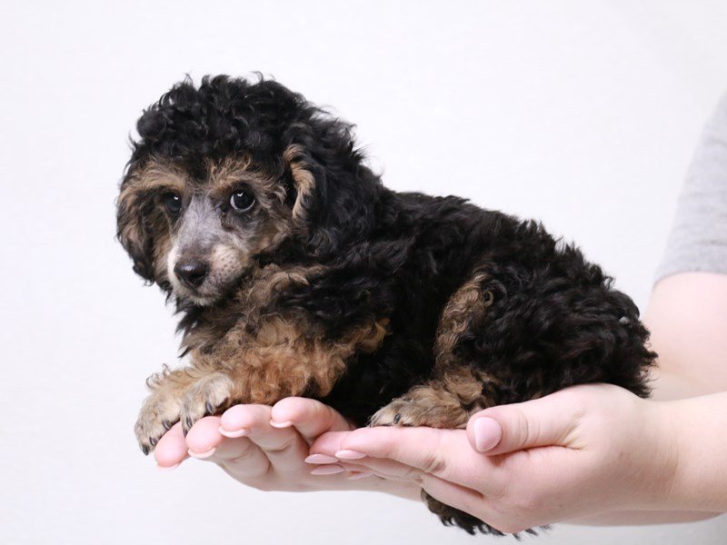Toy Poodle-Male-Black / Tan-3776855-My Next Puppy