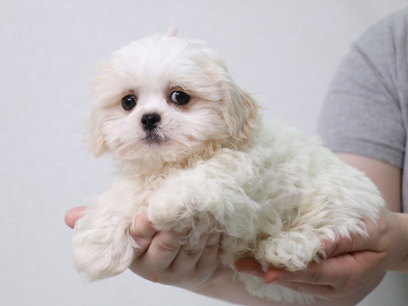 Teddy Bear-DOG-Male-Cream-3813693-My Next Puppy