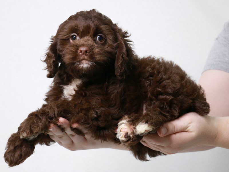 Cockapoo-DOG-Female-Chocolate-3822921-My Next Puppy