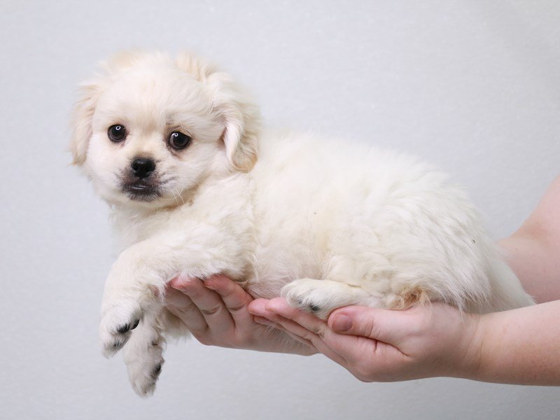 Teddy Bear-DOG-Male-Cream-3822912-My Next Puppy
