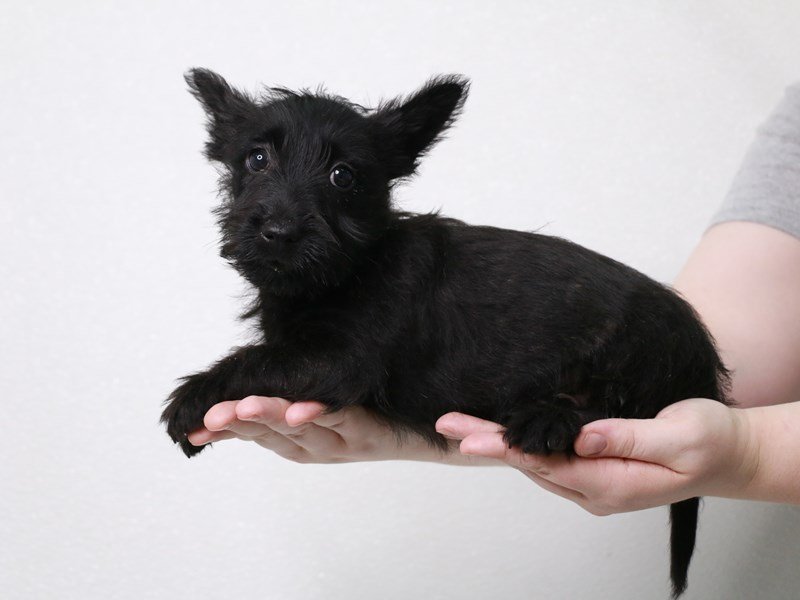 Scottish Terrier-Female-Black-3831391-My Next Puppy