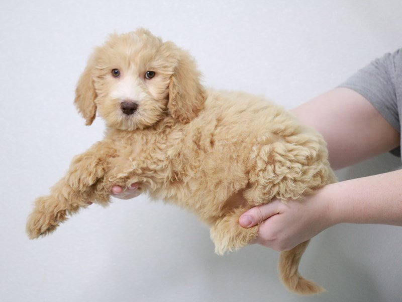 Goldendoodle 2nd Gen-Female-Apricot-3831319-My Next Puppy