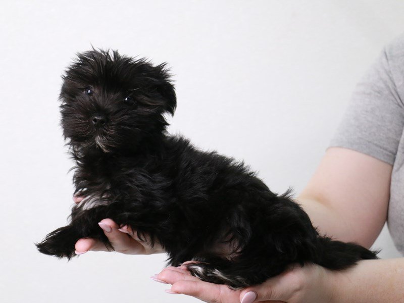 Morkie-Female-Black / Tan-3861832-My Next Puppy