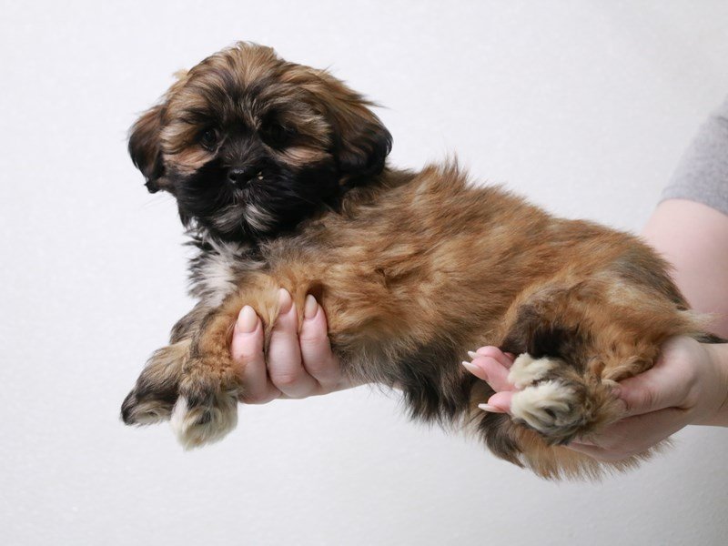 Lhasa Apso-DOG-Female-Golden-3880294-My Next Puppy