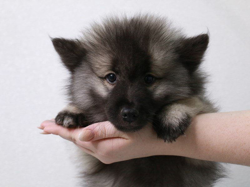 Keeshond-Male-Silver / Black-3889794-My Next Puppy