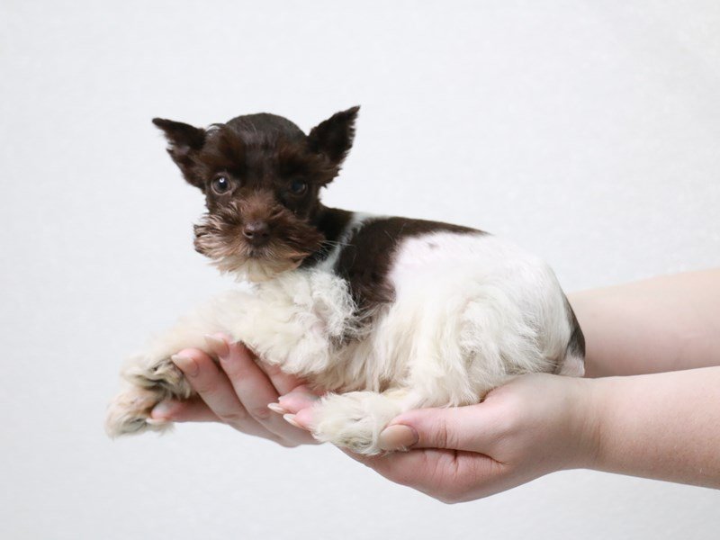 Miniature Schnauzer-DOG-Female-Chocolate-3889806-My Next Puppy