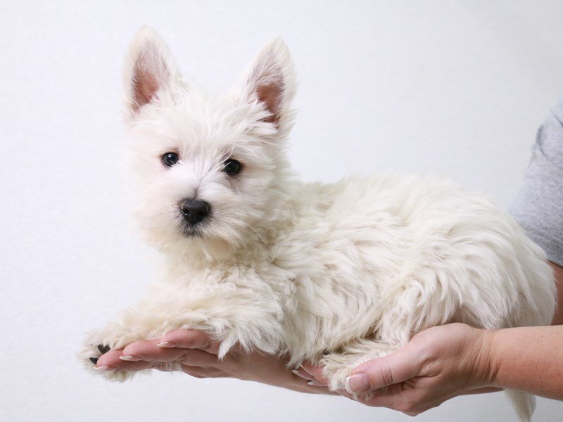 West Highland White Terrier-Male-White-3899397-My Next Puppy