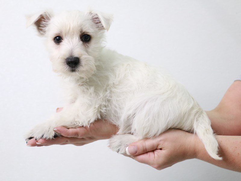 West Highland White Terrier-Female-White-3899413-My Next Puppy