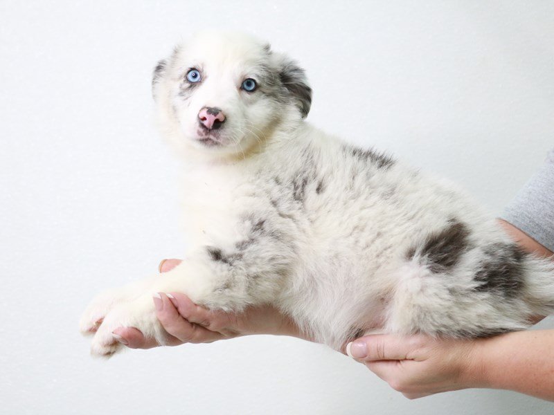 Miniature Australian Shepherd-DOG-Male-Blue Merle-3899393-My Next Puppy