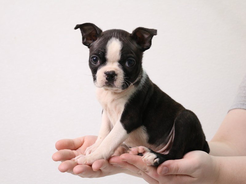 Boston Terrier-Male-Black / White-3899394-My Next Puppy