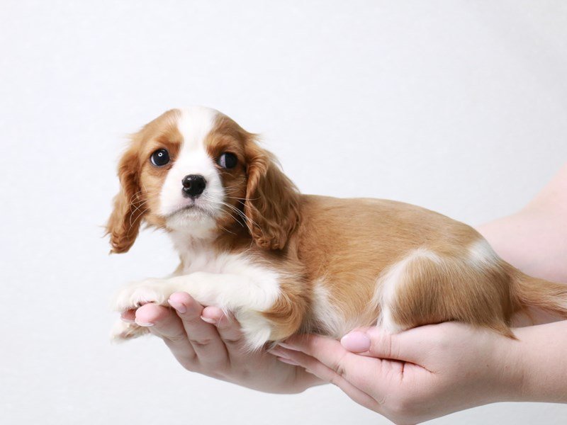 Cavalier King Charles Spaniel-DOG-Male-Blenheim-3906969-My Next Puppy