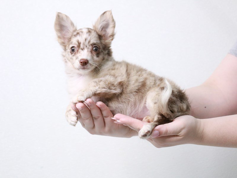 Chihuahua-Female-Chocolate Merle-3888232-My Next Puppy