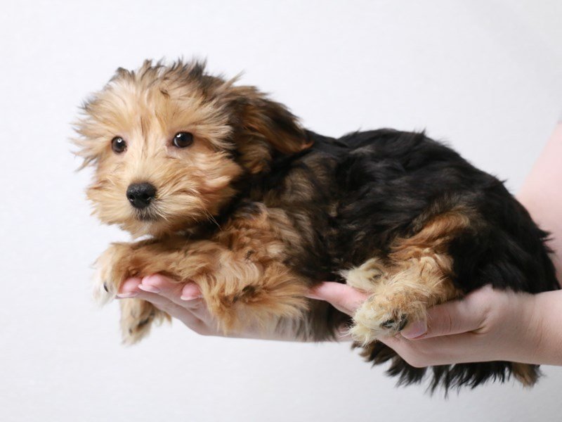 Yochon-DOG-Male-Black / Tan-3906971-My Next Puppy