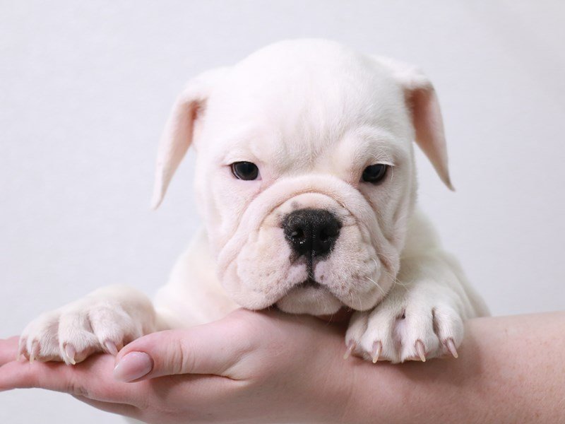 Victorian Bulldog-Female-White-3914091-My Next Puppy