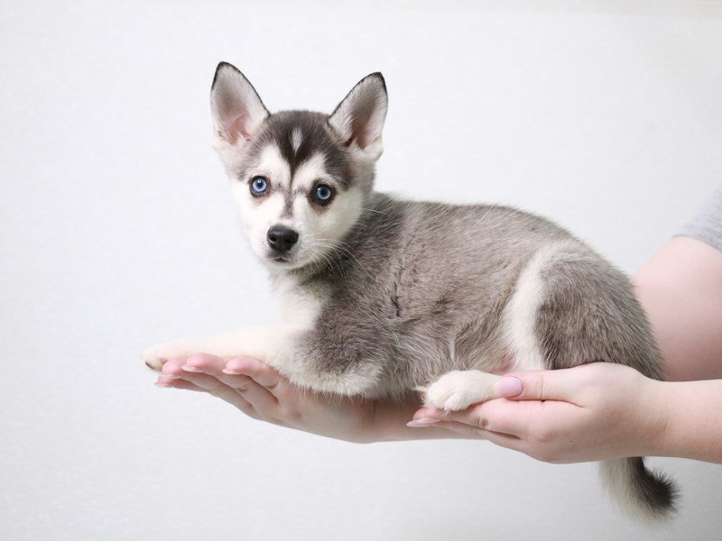 Alaskan Klee Kai-Male-Black / White-3914084-My Next Puppy