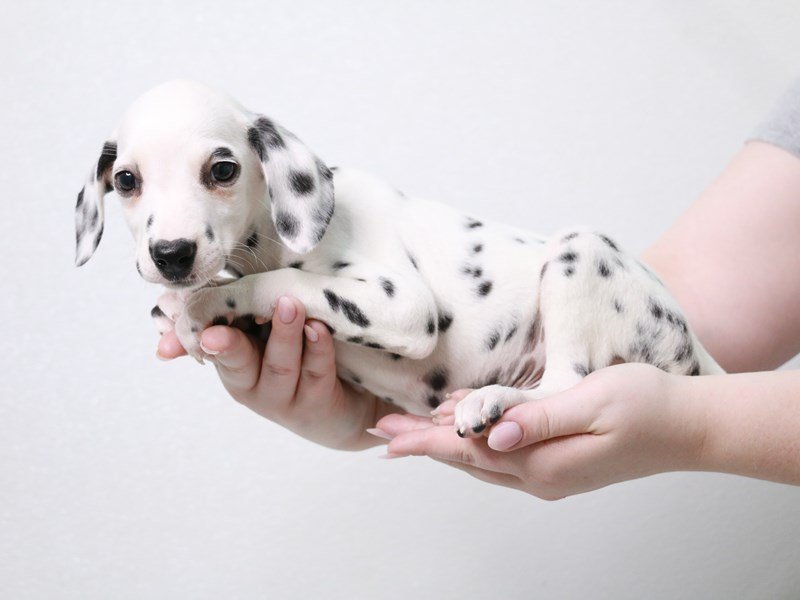 Dalmatian-Male-White / Black-3914088-My Next Puppy