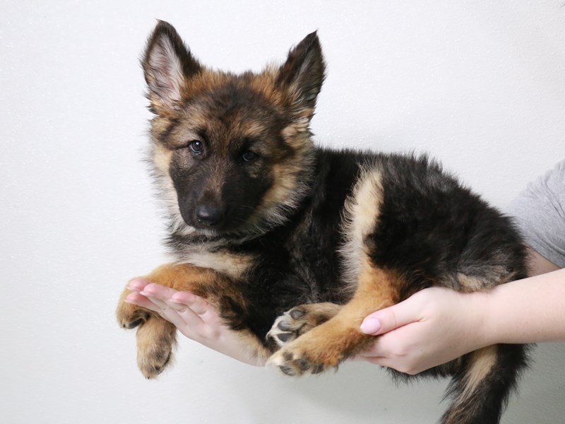 German Shepherd-Female-Black / Tan-3914085-My Next Puppy