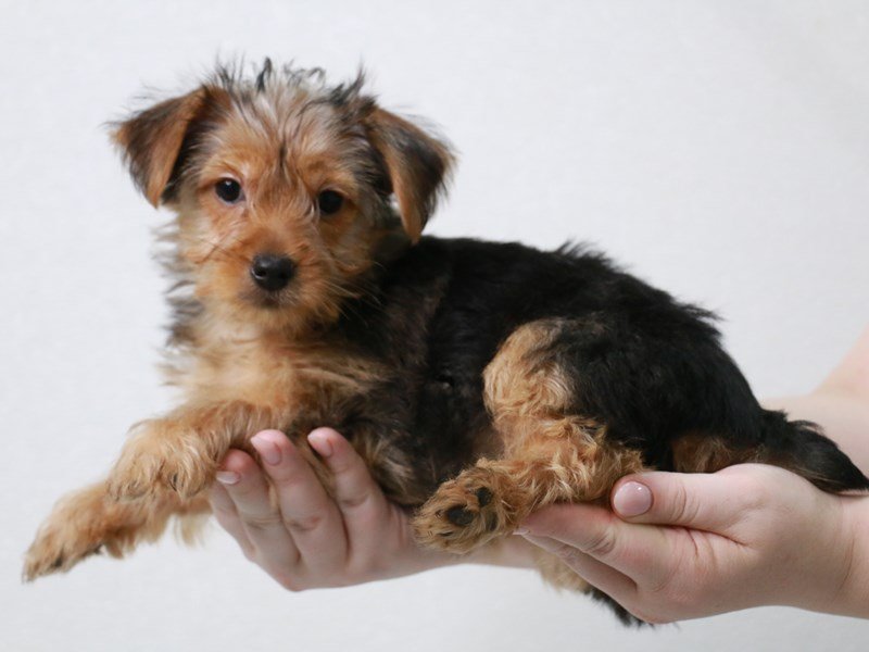 Yorkshire Terrier-DOG-Female-Black / Tan-3914089-My Next Puppy
