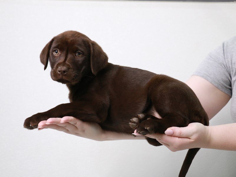 Labrador Retriever-Female-Chocolate-3914133-My Next Puppy