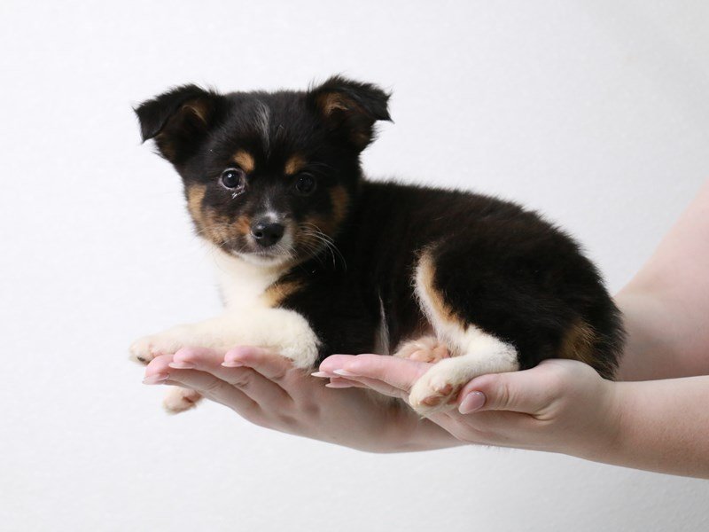 Miniature Australian Shepherd-Male-Black White / Tan-3914134-My Next Puppy