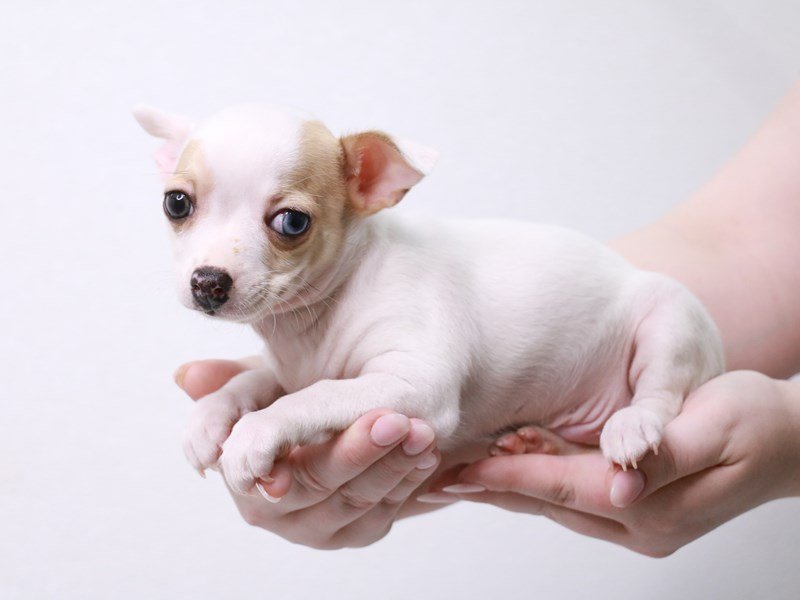 Chihuahua-Male-White / Fawn-3922981-My Next Puppy